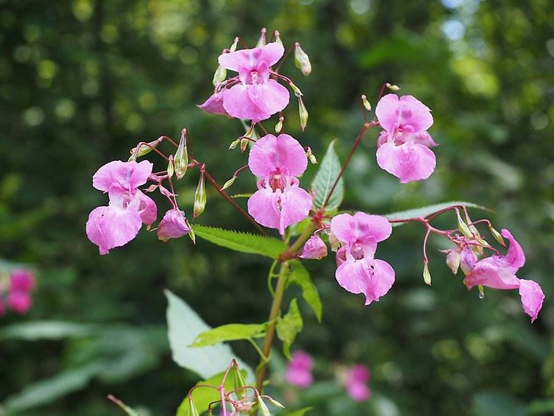 En växt med tunna stänglar med rosa blommor på.