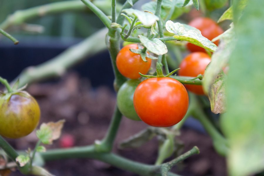 Bild på röda tomater som växer på kvist.
