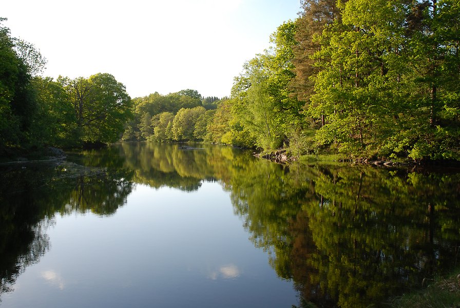 Spegelblankt vatten omgivet av stora lövträd som hänger ut över vattnet.