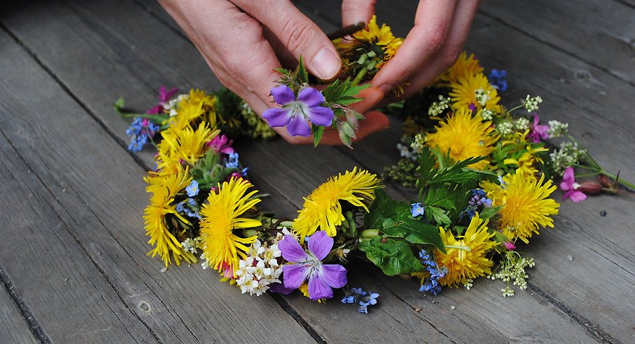 Foto på två händer som binder en midsommarkrans med gula maskrosor och små vita och lila blommor. Kransen ligger på ett träbord.