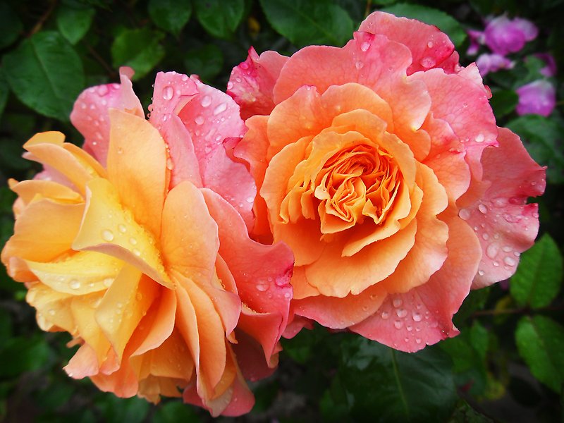 Foto på två gul-rosa rosor med vattendroppar som pärlar sig på kronbladen.