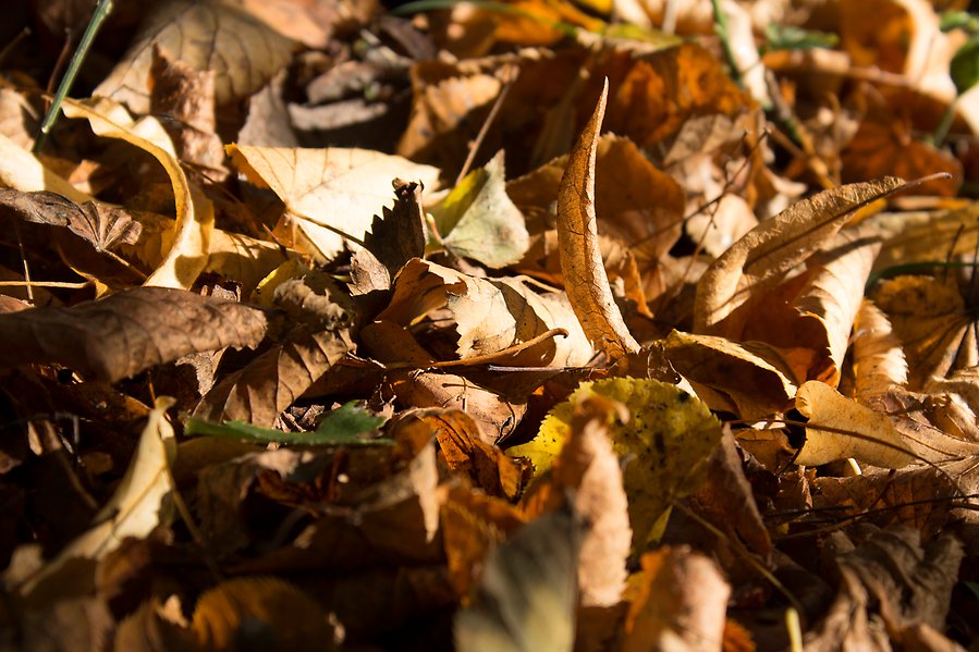Foto på vissnade löv på marken.