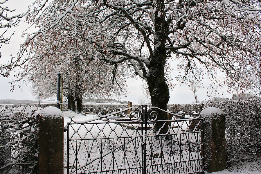 Foto av en kyrkogård. I förgrunden syns en tvådelad grind av svart smide med snirkliga mönster. På kyrkogården står ett stort träd som sprider ut sina grenar. Kyrkogården är täckt av snö.