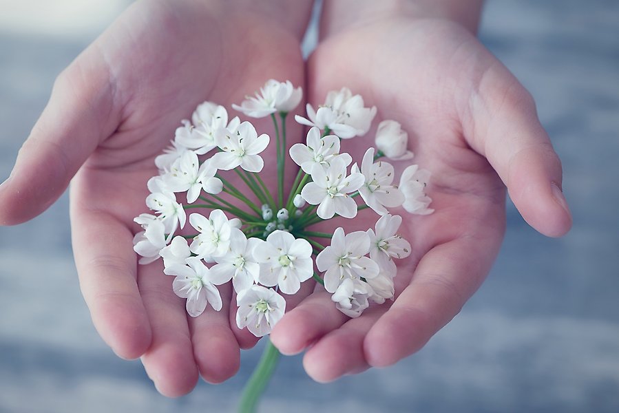 Foto på ett par händer som håller i en vit blomma.