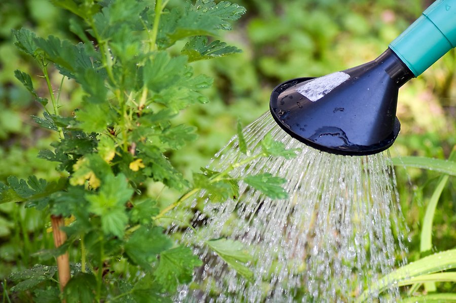 Foto på en vattenkanna som vattnar en planta.