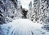 Foto på ett skidspår i en snötyngd skog.