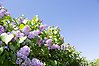 Foto på en syrénbuske med lila blommor mot en klarblå himmel. Ovanför syrénen flyger ett litet bi.