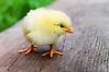 En liten gul kyckling med orangea fötter och näbb. Kycklingen står på en planka och i bakgrunden anas grönt gräs.