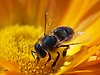 Närbild på ett bi som sitter mitt i en blomma.