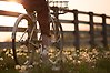 Foto på en person som cyklar längs ett staket. På marken syns vita blommor. Kvällsljuset från solen lyser in mellan staketets brädor.