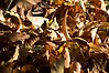 Foto på vissnade löv på marken.