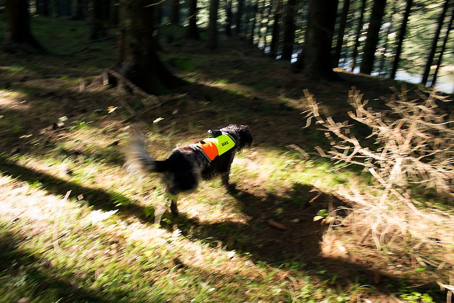 Foto på en jakthund som har en reflexväst på sig. Hunden springer i en granskog.