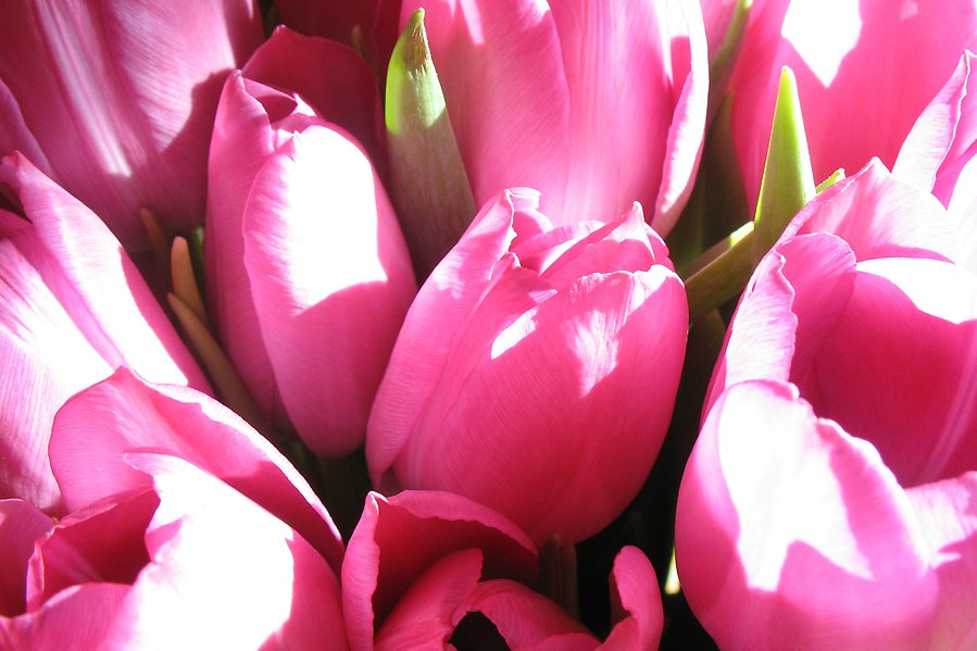 Foto i närbild på rosa tulpaner.