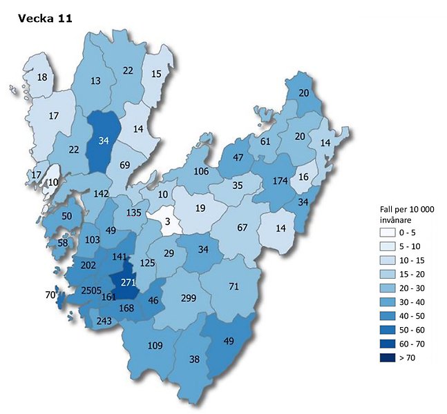 Kartbild vecka 11 över Västra Götaland som visar antal rapporterade smittfall med covid-19 per kommun (siffror) - samt antal fall per 10 000 invånare (färgskala).