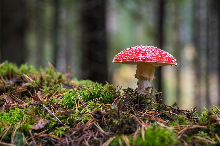 En flugsvamp växer i mossan.