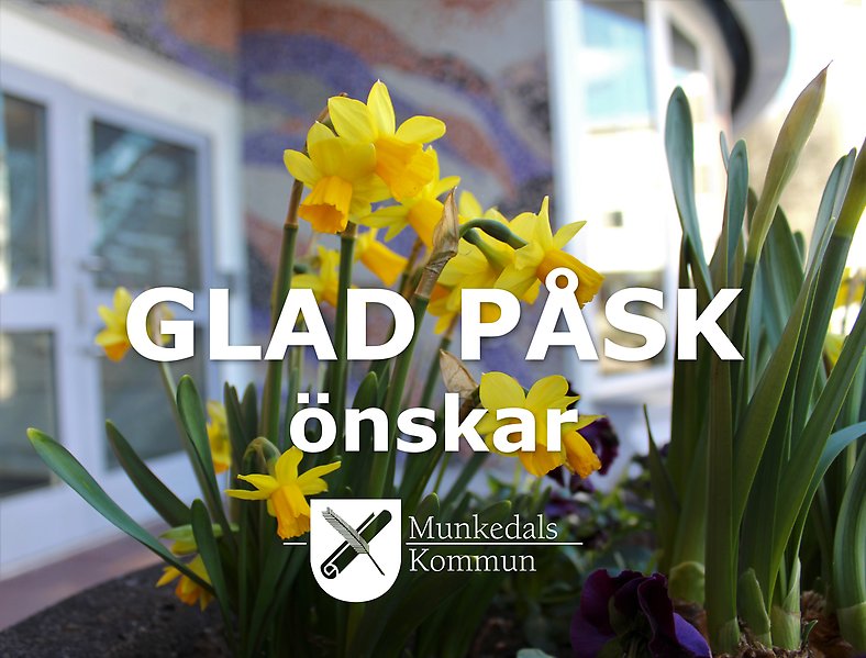 Foto på klargula påskliljor som är planterade i en kruka tillsammans med mörklila penséer. I bakgrunden syns entrén till Munkedal kommuns kommunhus som har en vägg av mosaik i olika färger.