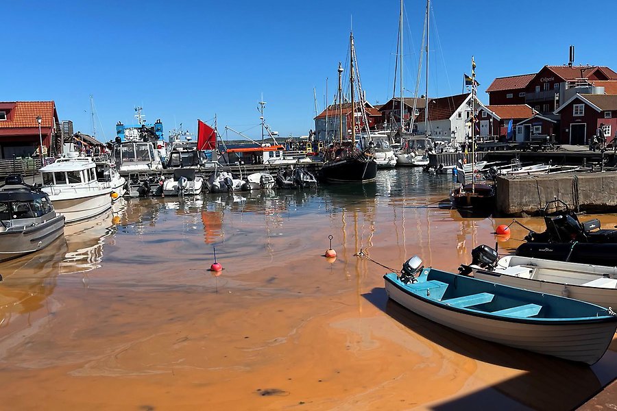 Orange vatten i en småbåtshamn